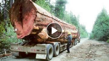 Extreme Dangerous Idiots Logging Load Truck Driving Skill! Heavy Wood Truck Off Road Stuck in Mud
