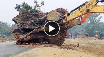 Removing big tree stumps with two excavotar JCB 215 Lc and Tata Hitachi Ex 200 Lc heavy equipme...
