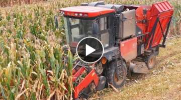 Harvesting corn｜It looks like the whole corn field, each villager grows five acres, and the har...
