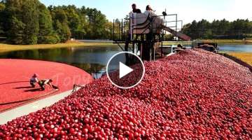American Harvest - How To Harvest Thousands Of Tons Of Agricultural Products