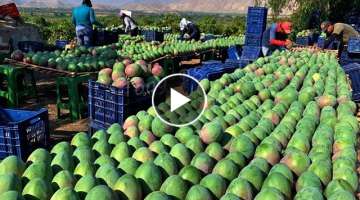 Amazing Agriculture Technology - Cultivation And Harvest Hundreds Of Tons Of Mango