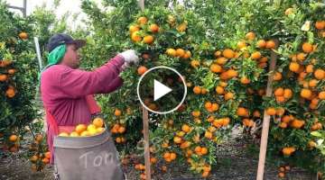 6.9 Million Tons Of Citrus In America Are Produced This Way - American Farming