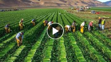 American Harvest 2022 - Harvest Thousands Of Tons Of Fruits And Vegetables