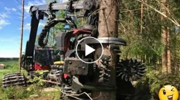 Dangerous Skills Cutting Big Tree 200m Heigh,INCREDIBLE Tree Felling Machine Working