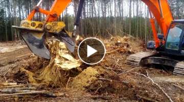 Removing A Tree Stump With Excavator / Machines Tree Stump Removal / Excavator Stump Shear